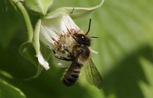 Megachile sp.